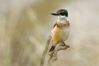 Lednacek posvatny - Todiramphus sanctus - Sacred kingfisher - kotare 6785